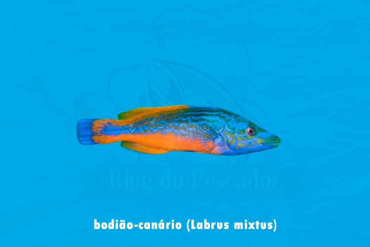 bodiao-canário (labrus mixtus)
