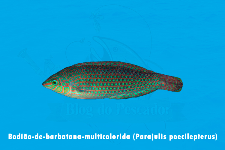 bodiao-de-barbatana-multicolorida(parajulis poecilepterus)