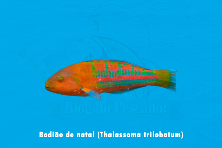 bodiao de natal (thalassoma trilobatum)