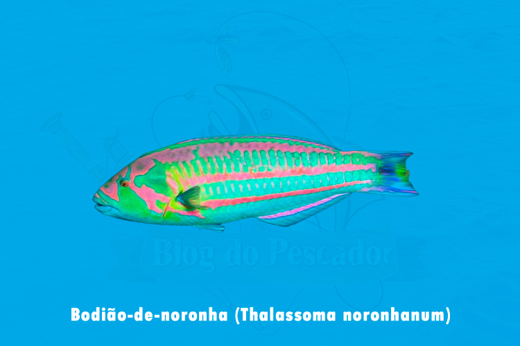 bodiao-de-noronha (thalassoma noronhanum)
