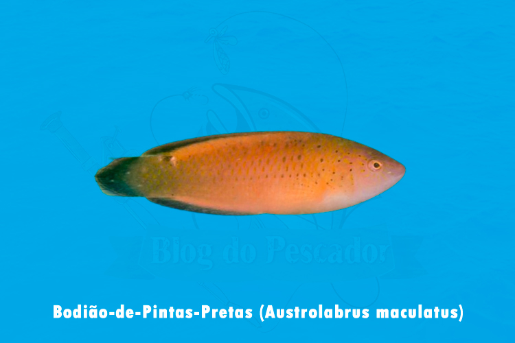 bodiao-de-pintas-pretas ( austrolabrus maculatus)