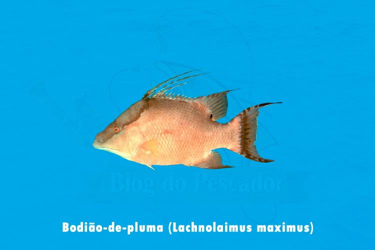 bodiao-de-pluma (lachnolaimus maximus)