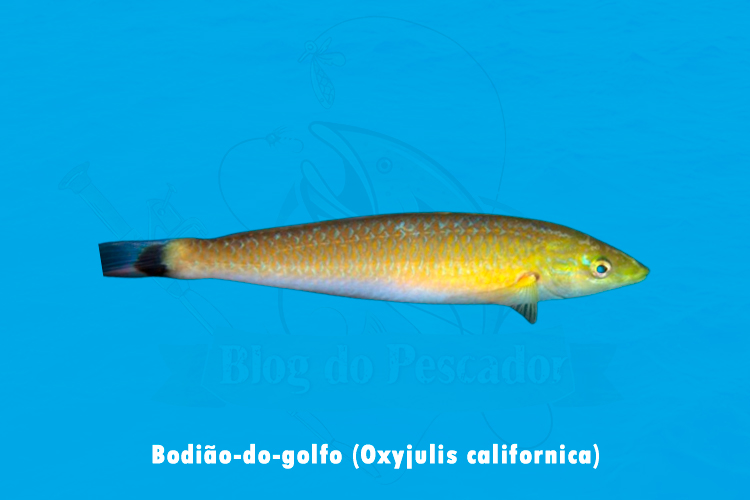 bodiao-do-golfo (oxyjulis californica)