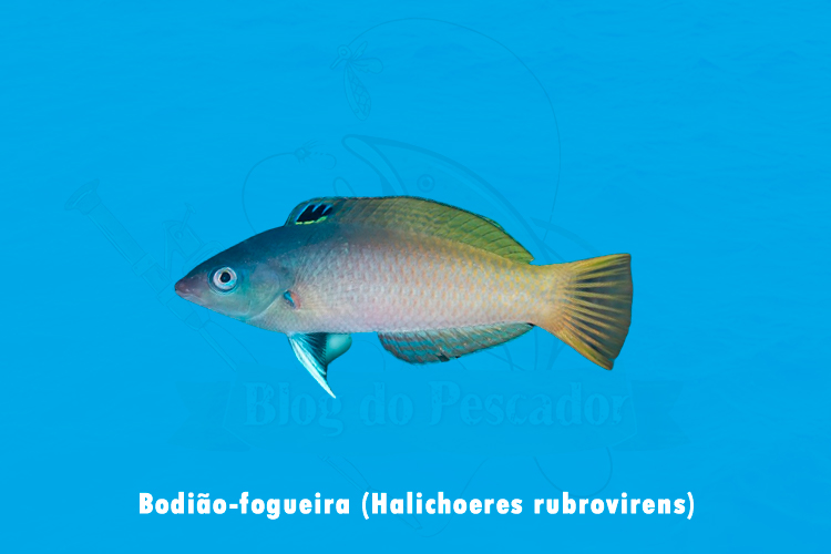 bodiao-fogueira (halichoeres rubrovirens)