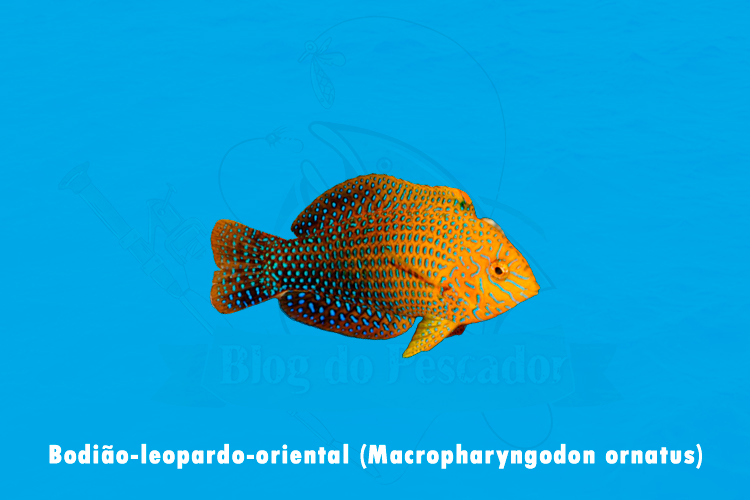 bodiao-leopardo-oriental (macropharyngodon ornatus)