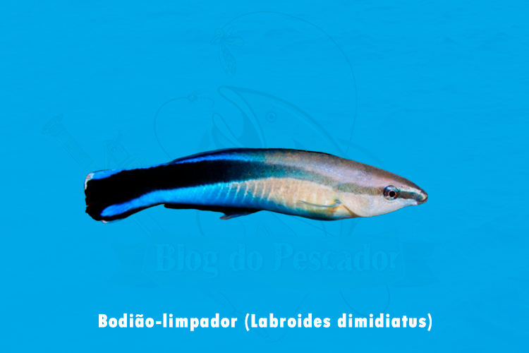 bodiao-limpador (labroides dimidiatus)