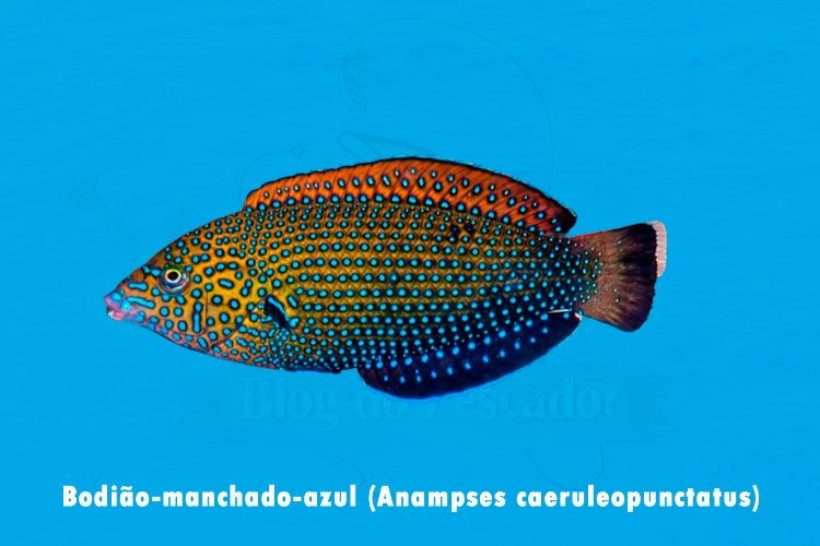 bodiao-manchado-azul ( anampses caeruleopunctatus )