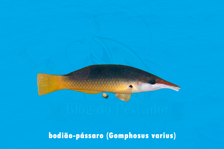 bodiao-passaro (gomphosus varius)