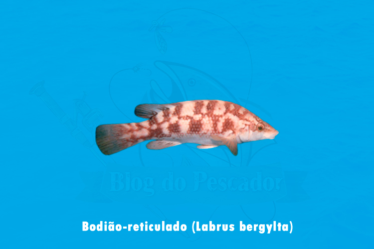bodiao-reticulado (Labrus bergylta)