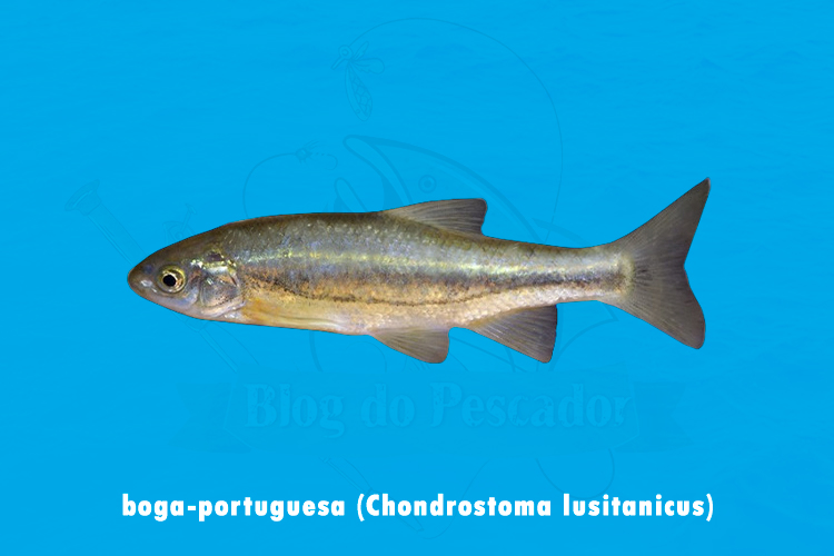 boga-portuguesa ( Chondrostoma lusitanicus)