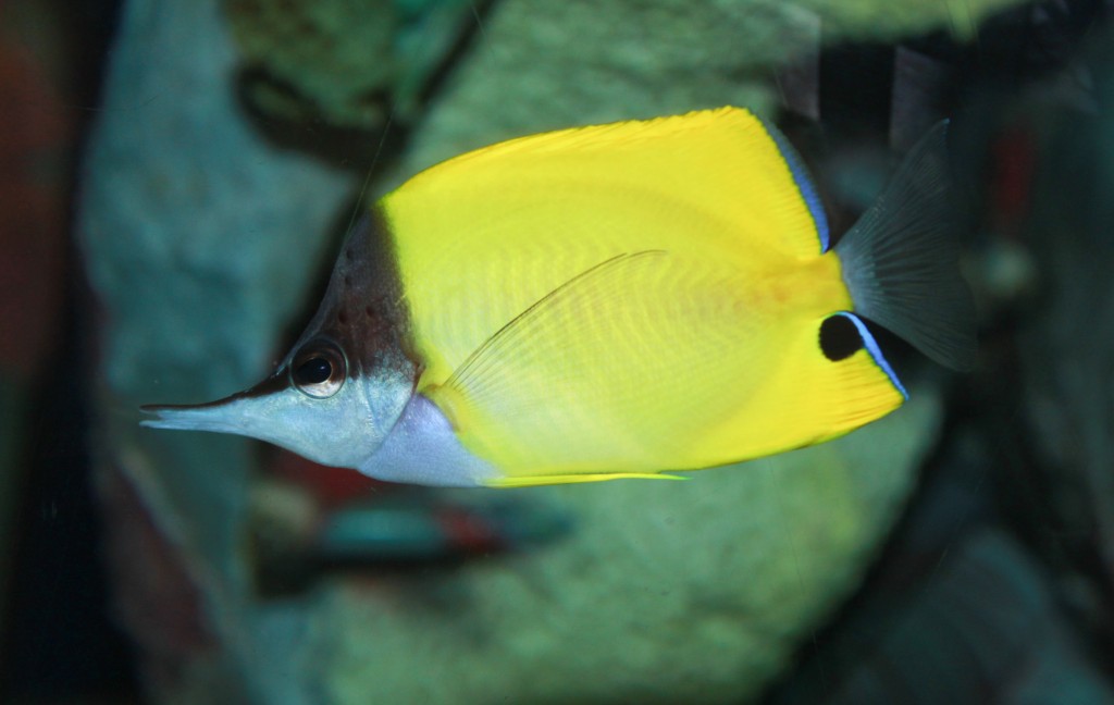  peixe borboleta-de-nariz-comprido