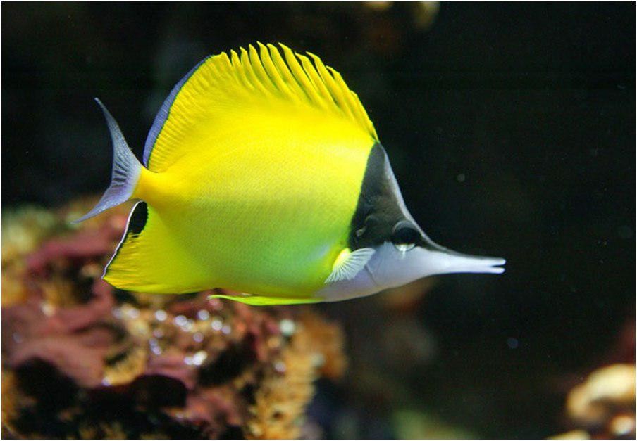  peixe borboleta-de-nariz-comprido