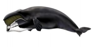 características da baleia-da-groenlandia