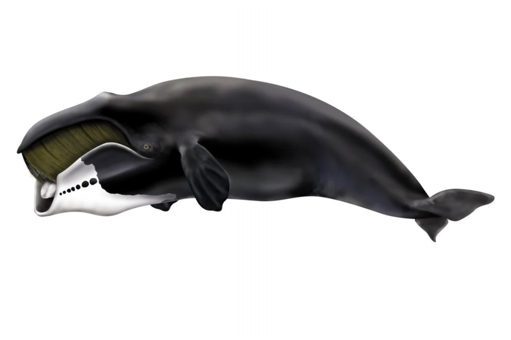 características da baleia-da-groenlandia