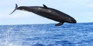 características da falsa-orca