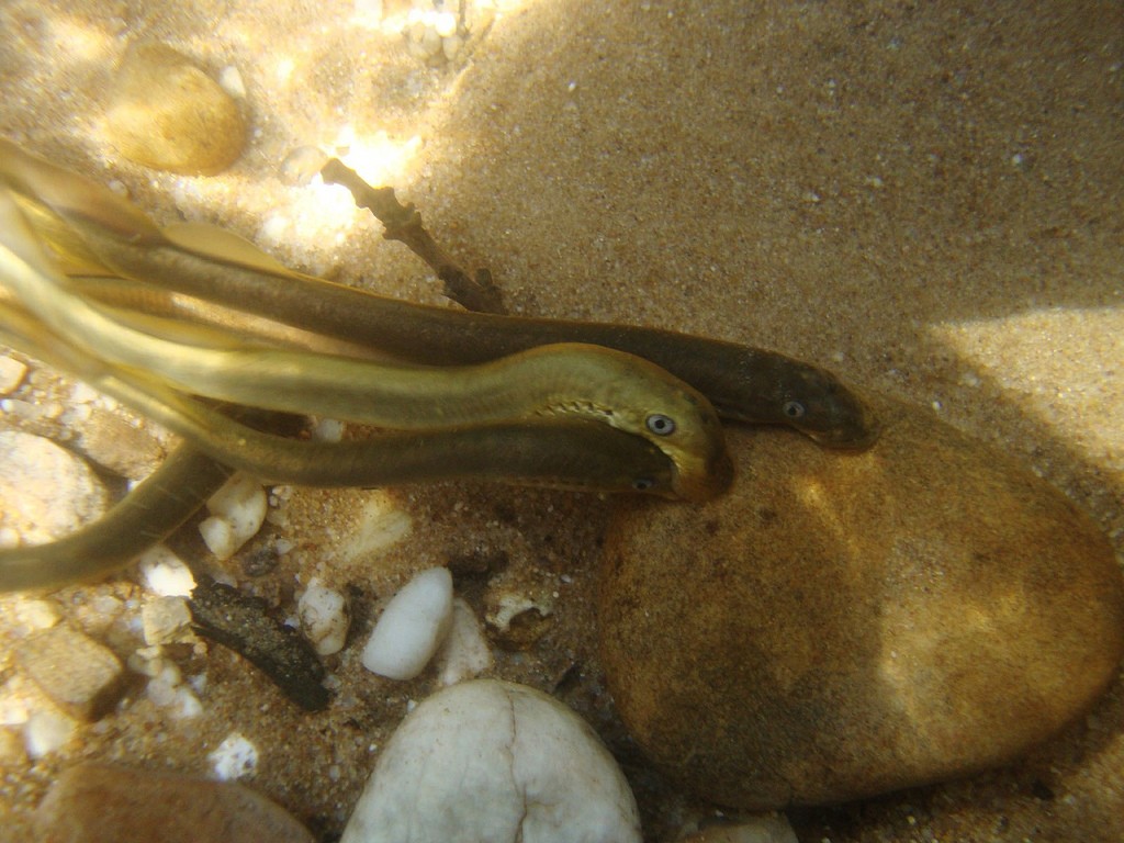 características da lampreia-de-riacho