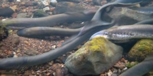 características da lampreia do rio