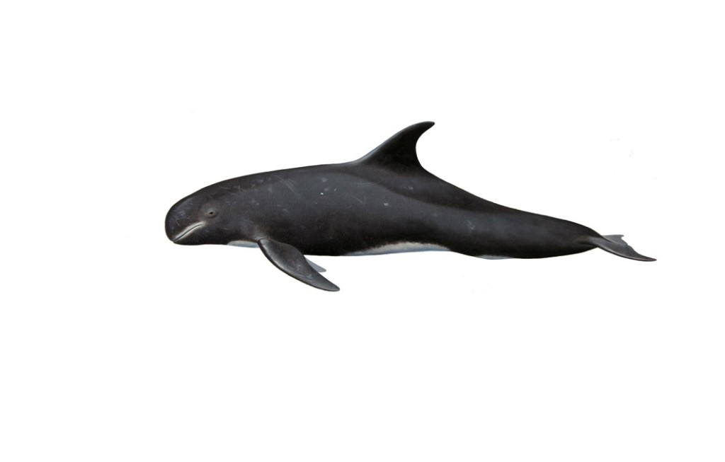 características da orca-pigmeia