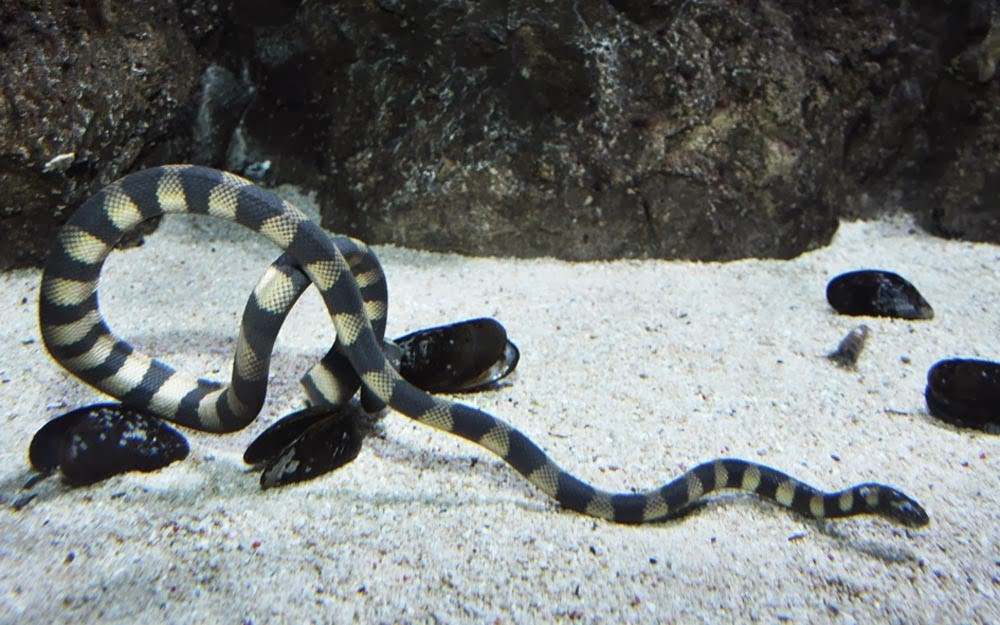 características da serpente marinha de bico