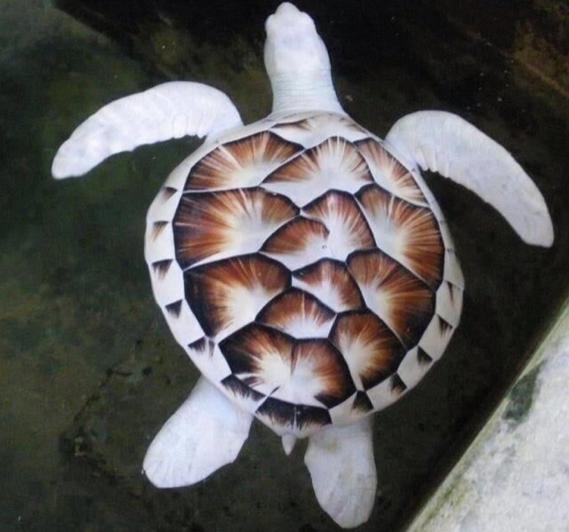 características da tartaruga albina