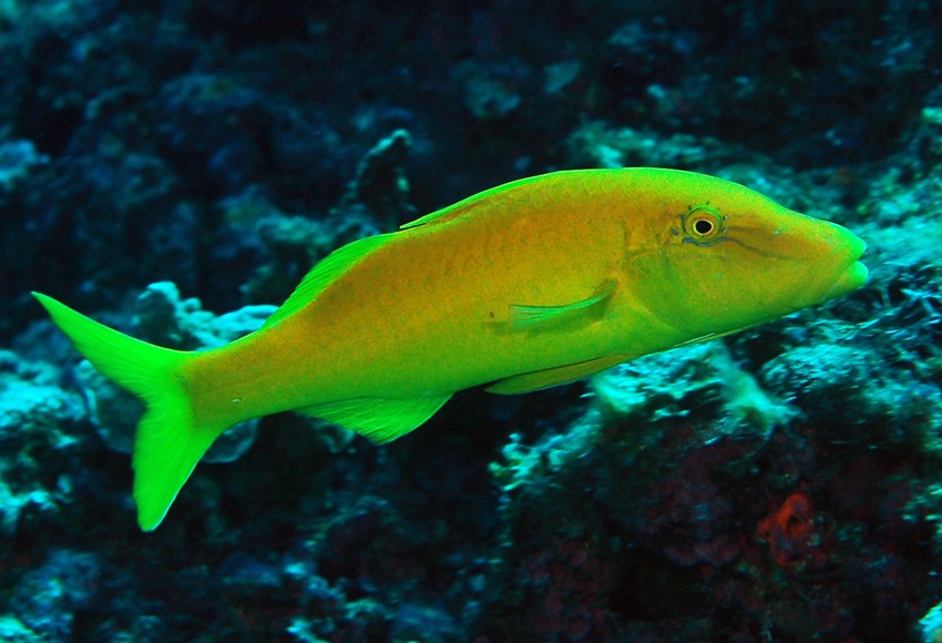 caracteristicas do gold-saddle goatfish