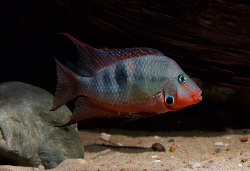 características do peixe acara boca-de-fogo