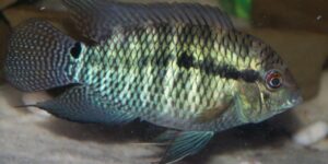 características do peixe acara paranaense