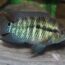 características do peixe acara paranaense