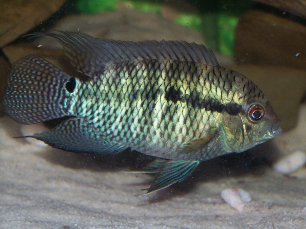 características do peixe acara paranaense