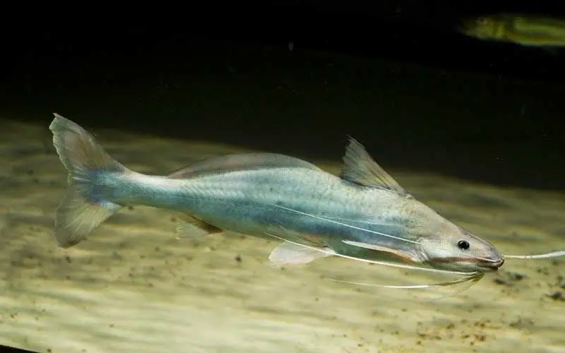 características do peixe barbado-branco