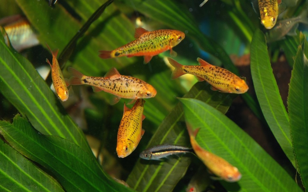 características do peixe barbo-ouro