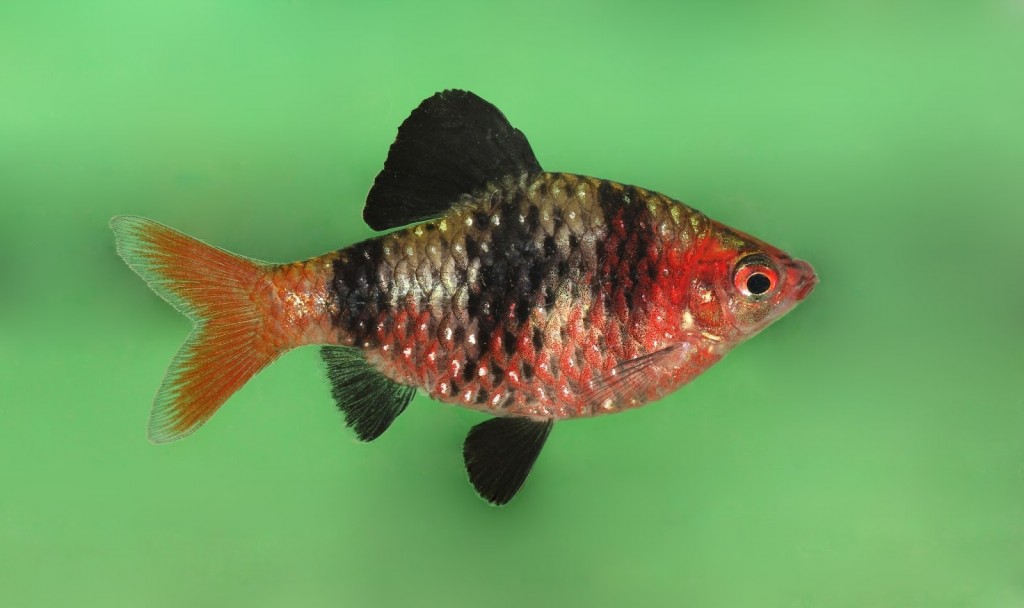 características do peixe barbo rubi negro