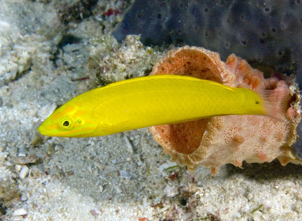 características do peixe bodiao amarelo