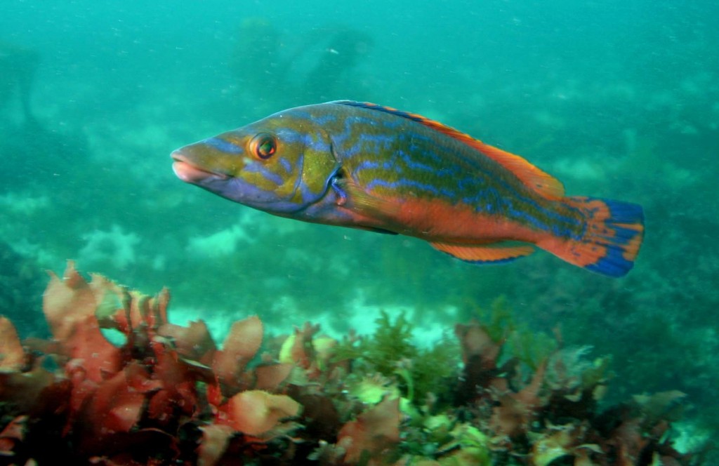 características do peixe bodiao-canario