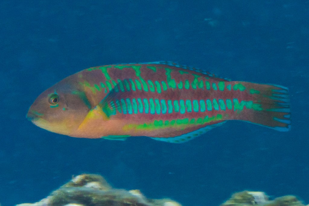 características do peixe bodiao de natal