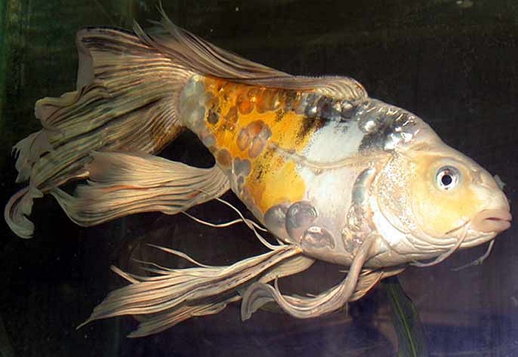 características do peixe butterfly koi