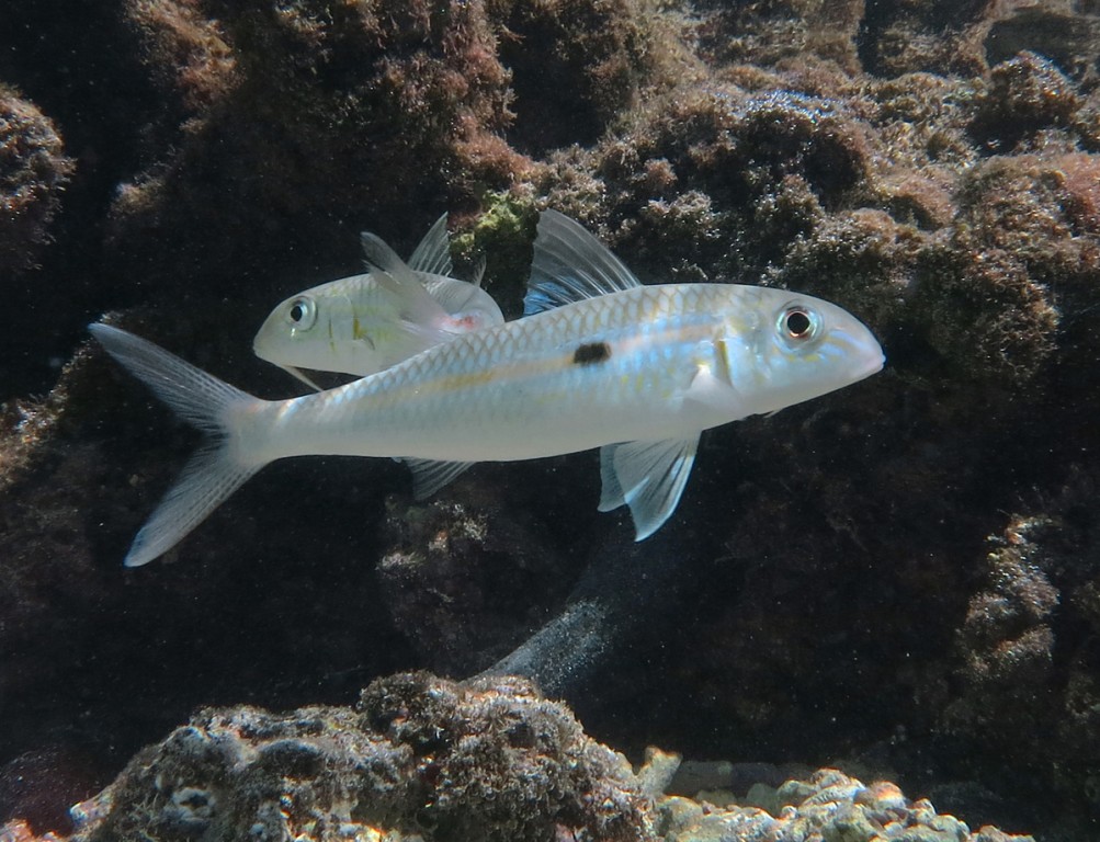 caracteristicas do peixe-cabra-amarelo