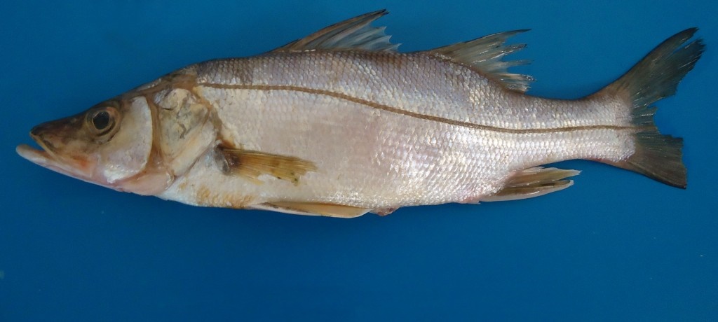 características do peixe camorim-corcunda