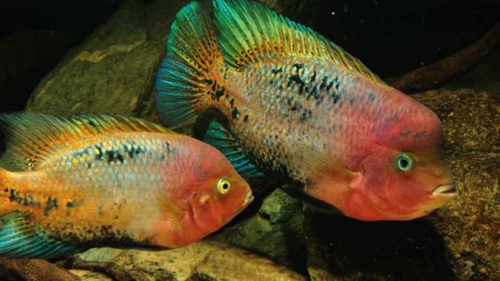 características do peixe ciclídeo cabeca vermelha