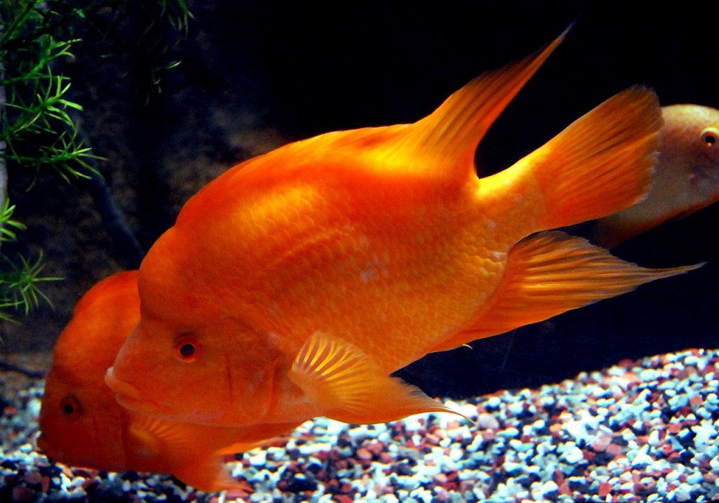 características do peixe ciclídeo midas