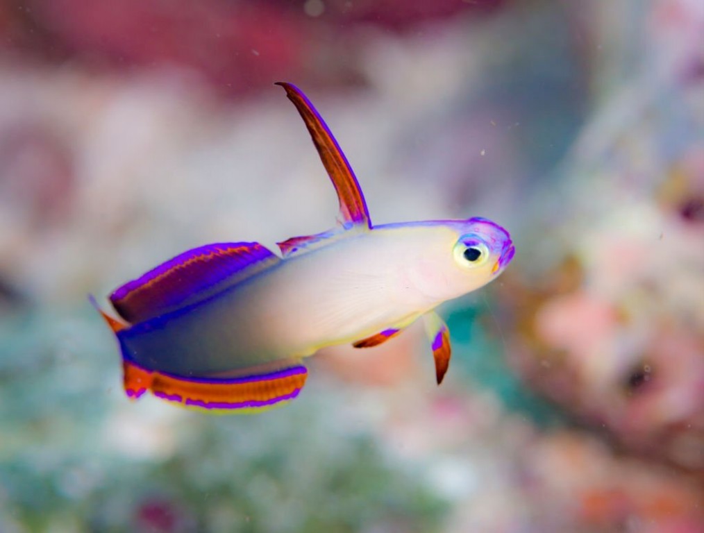 características do peixe firefish roxo