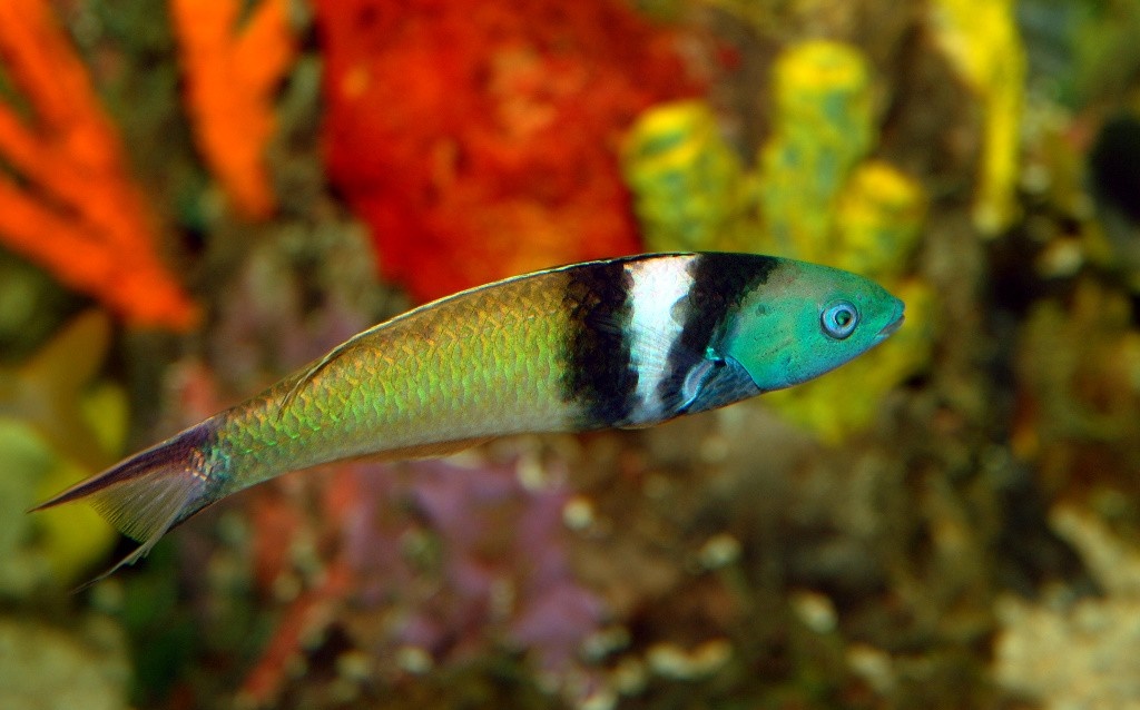 características do peixe gudiao azul