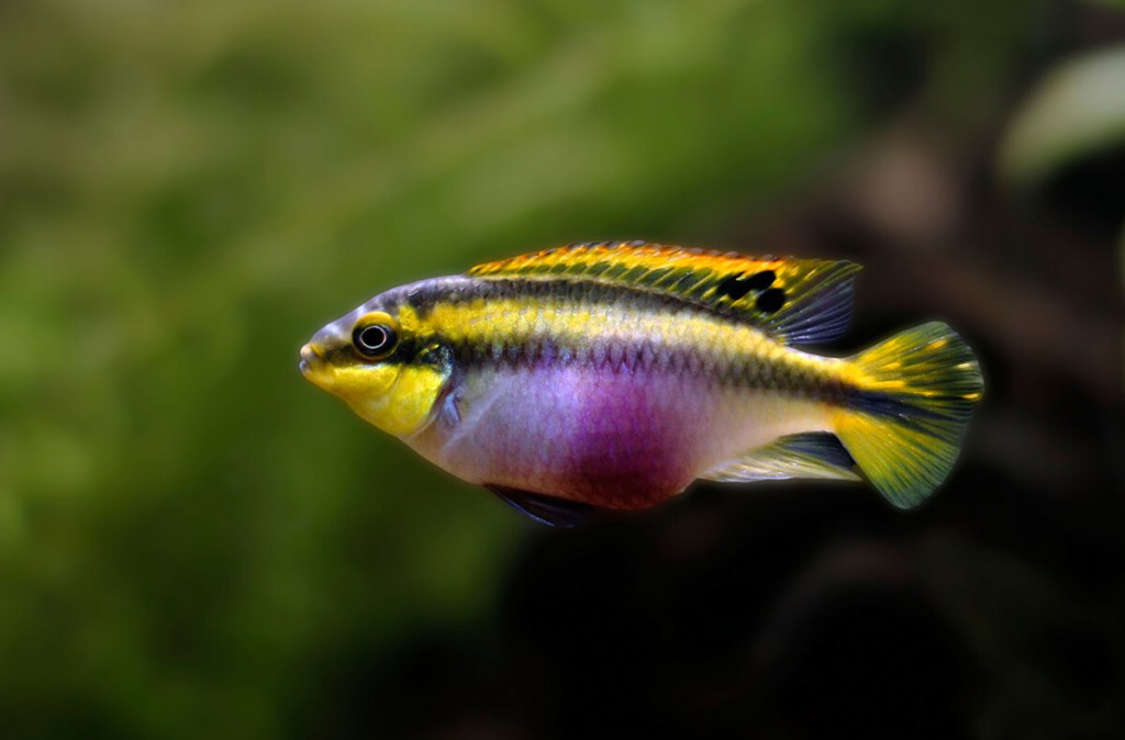 características do peixe kribensis