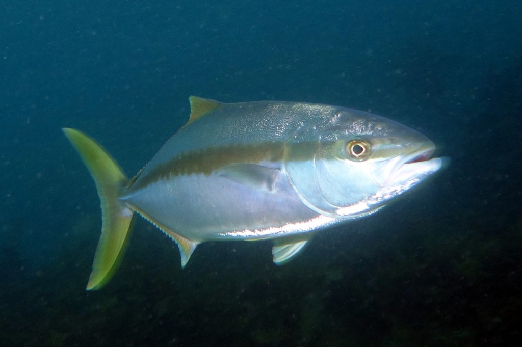 características do peixe lírio