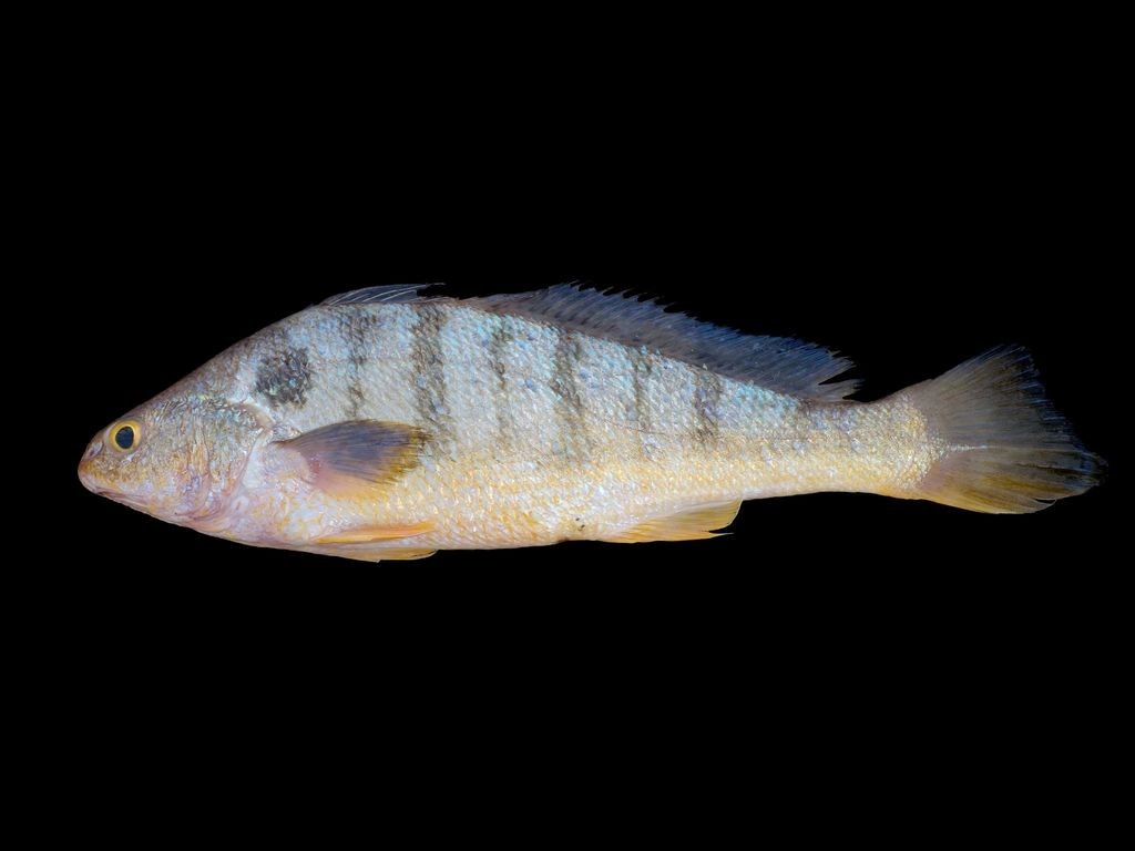 características do peixe maria-luísa