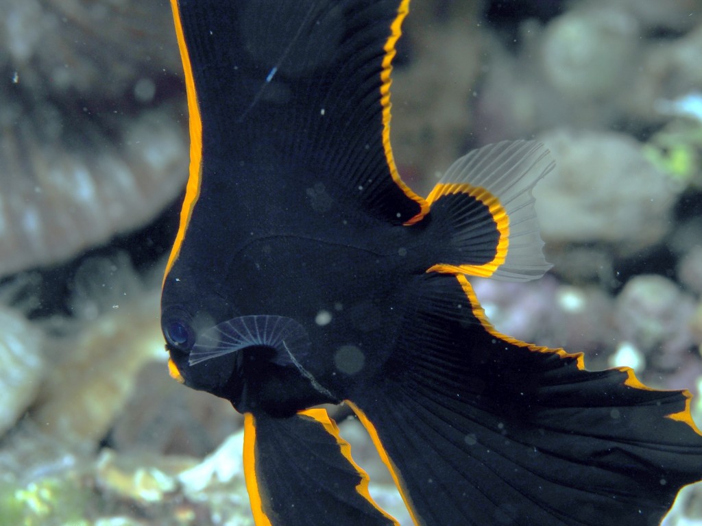 características do peixe-morcego longfin