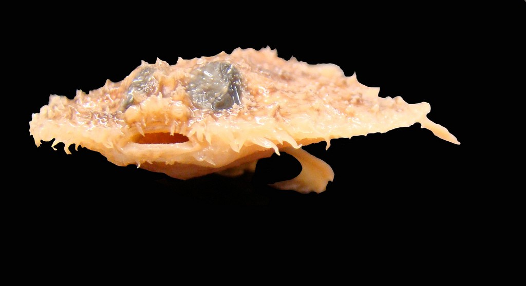 características do peixe-morcego panqueca