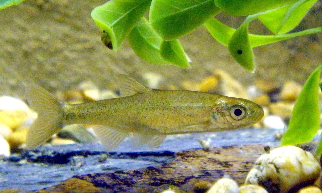 características do peixe saramugo