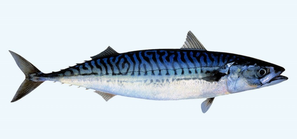 características do peixe sarda