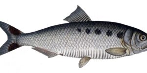 características do peixe savel